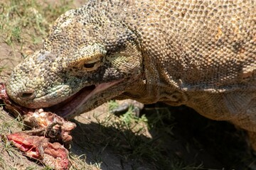 The ferocity of Komodo dragons when they eat their prey with their sharp teeth. strong jaw bite when eating prey with dripping saliva