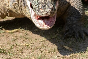 The ferocity of Komodo dragons when they eat their prey with their sharp teeth. strong jaw bite...