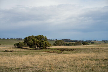 Close up of Angus and Murray Grey Cows eating pasture in Australia.