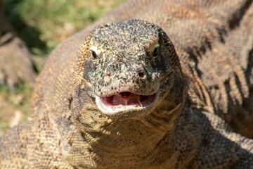 The ferocity of Komodo dragons when they eat their prey with their sharp teeth. strong jaw bite...