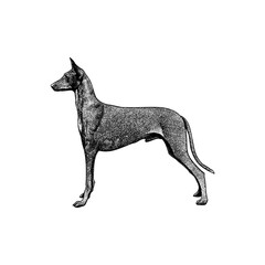 Pharaoh Hound hand drawing vector isolated on background.