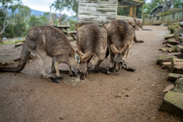 Beautiful kangaroo in the Australian bush, in the blue mountains, nsw. Australian wildlife in a...