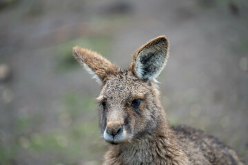 Fototapeta premium Beautiful kangaroo in the Australian bush, in the blue mountains, nsw. Australian wildlife in a national park in Australia.