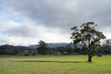 beautiful green field with trees and lush green pasture growing on a farm