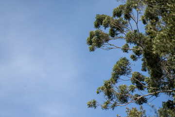 beautiful gum Trees and shrubs in the Australian bush forest. Gumtrees and native plants growing in Australia in spring