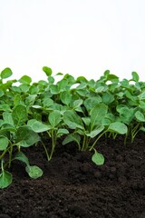 Obraz premium Healthy farm field with nutrient-rich soil, isolated for focus