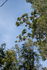 beautiful gum Trees and shrubs in the Australian bush forest. Gumtrees and native plants growing in Australia in spring