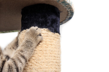 Happy kitty cat scratching on cat tree. Close up. Kitten using scratching post with sisal rope. Prevent furniture damage and enjoyment. 13 weeks old, female short hair tabby cat. Selective focus.