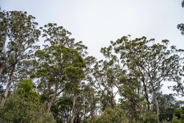 beautiful gum Trees and shrubs in the Australian bush forest. Gumtrees and native plants growing in Australia in spring