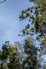 beautiful gum Trees and shrubs in the Australian bush forest. Gumtrees and native plants growing in Australia in spring