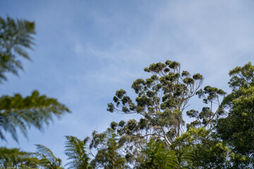 beautiful gum Trees and shrubs in the Australian bush forest. Gumtrees and native plants growing in Australia in spring