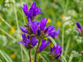 Obraz premium Closeup of the clustered bellflower or Campanula glomerata on blurred green background. Plants and flowers of natural meadows. Danes blood plant in the garden