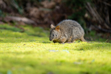 Beautiful wallaby in the Australian bush, in the blue mountains, nsw. Australian wildlife in a national park