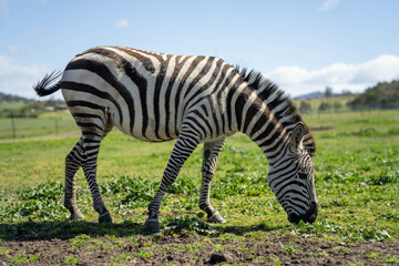 zebra eating grass grazing on green grass in africa