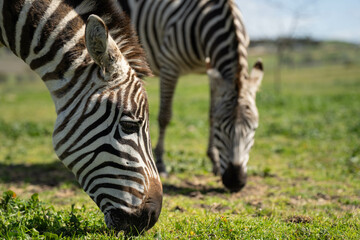 zebra eating grass grazing on green grass in africa