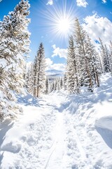 Fototapeta premium Frosty Winter Scene with Pine Trees
