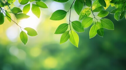 Fresh green leaves illuminated by soft sunlight