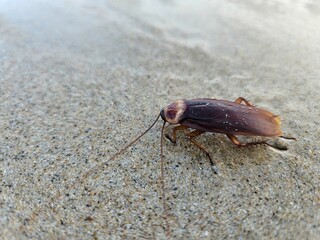 beetle on the ground