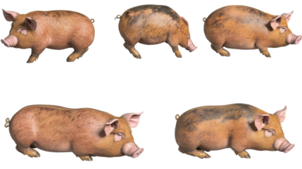 Set of Farm Pigs Displayed on a Transparent Background Generative AI
