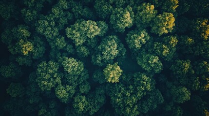 Aerial View of Lush Green Forest from Above