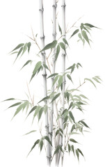 Obraz premium bamboo isolated on white background