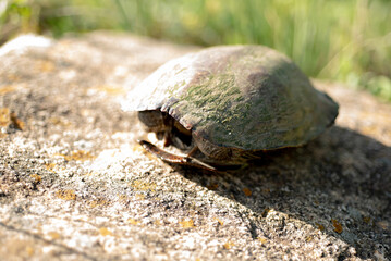 Moss Covered Turtle 