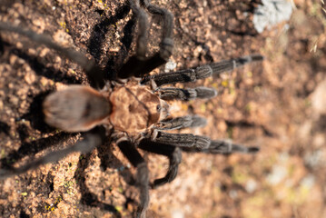 Texas Brown Tarantula 