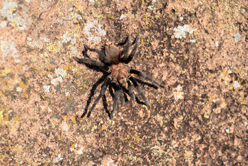Texas Brown Tarantula 