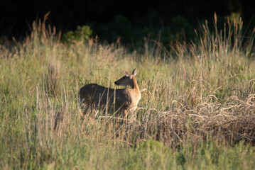 White-tailed Deer 