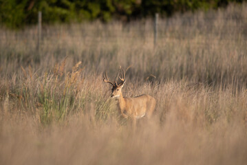 White-tailed Deer 