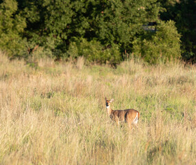 Obraz premium White-tailed Deer 