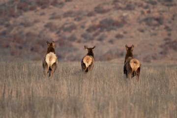Elk in the Wichita Mountains