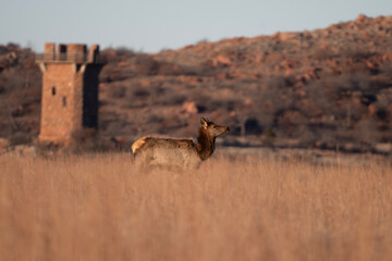 Elk in the Wichita Mountains
