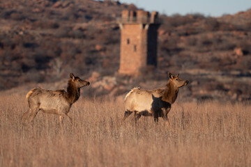 Elk in the Wichita Mountains