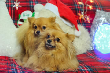 Little cute dog enjoying Xmas.