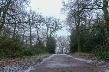 Bradgate Park in the UK. during the winter.