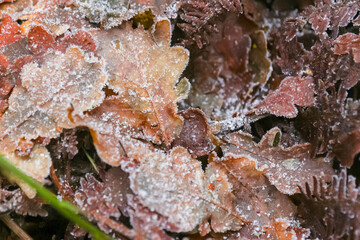 Frosty Morning in Bradgate Park, UK.
