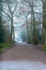 Frosty morning in the middle of winter, Bradgate Park, UK.
