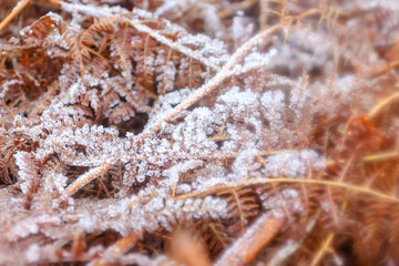 Frosty morning in Bradgate Park UK