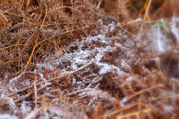 Frosty morning in Bradgate Park UK