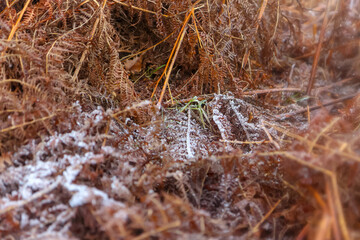 Frosty morning in Bradgate Park UK