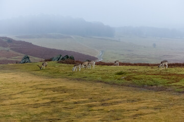 Bradgate Park ,UK in wintertime. with deer around.