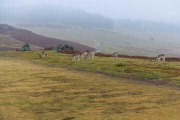 Bradgate Park ,UK in wintertime. with deer around.