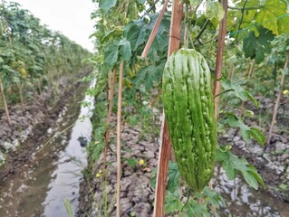 Momordica charantia L, bitter melon in plantation. Organic farm plant