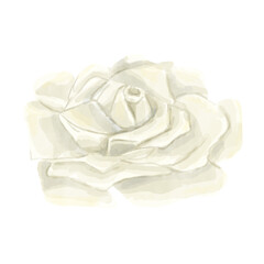 Watercolor Open White Rose Bud Flower. Winter Holiday Attribute. Digital Illustration for Printing and Web.