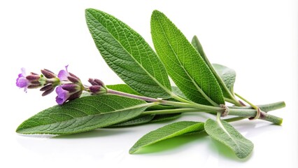 Obraz premium Sage plant isolated on white background