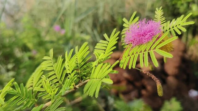 Shami plant flower scientific name Prosopis cineraria closeup leaves and flower selective focus on natural background.