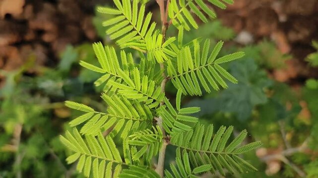 Shami plant flower scientific name Prosopis cineraria closeup leaves and flower selective focus on natural background.