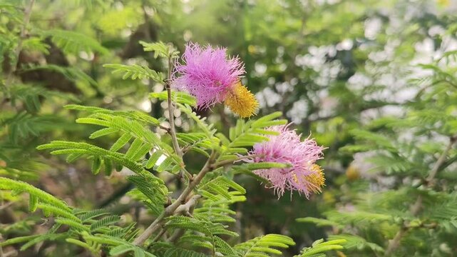 Shami plant flower scientific name Prosopis cineraria closeup leaves and flower selective focus on natural background.