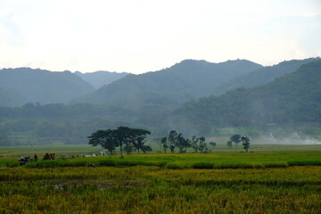 panorama of paddy field and foggy mountainous. lush rice field. post-harvest rice fields